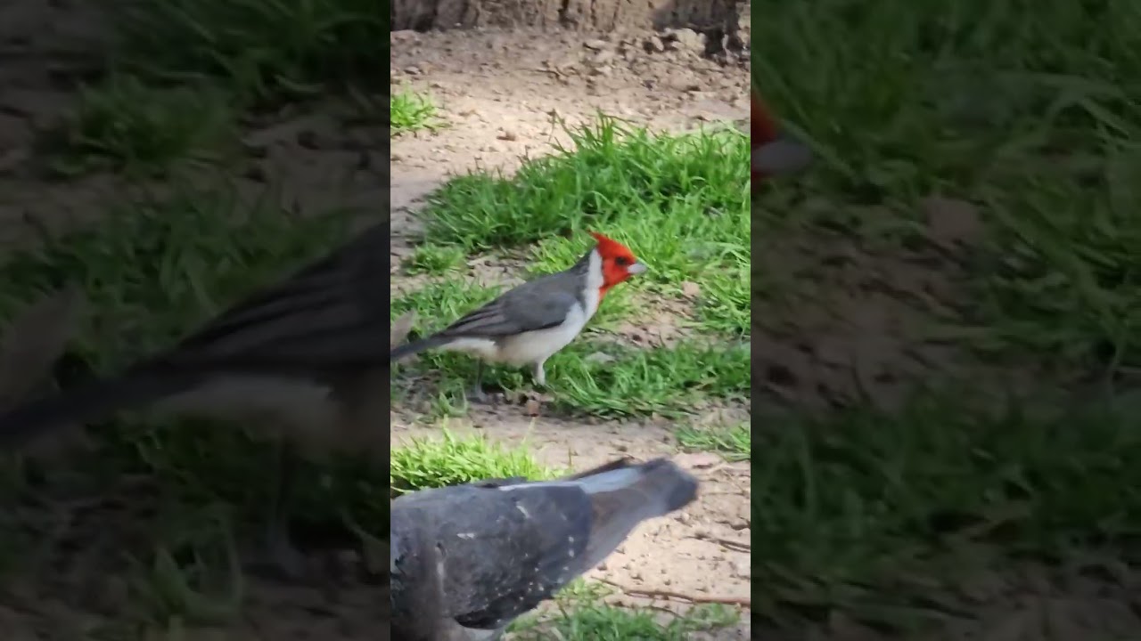 Como hace cardenal nido #parquelasheras #jacaranda#shortvideo #shortsvideo #shorts #short