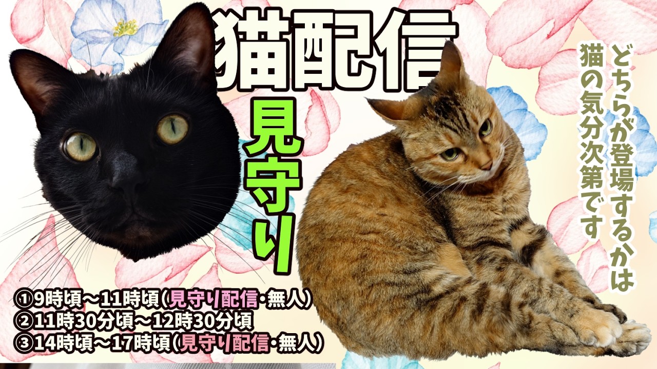 猫見守り配信🐈🐈‍⬛　キジトラかもしれないプラス黒猫ーキジ黒ー がライブ配信中！