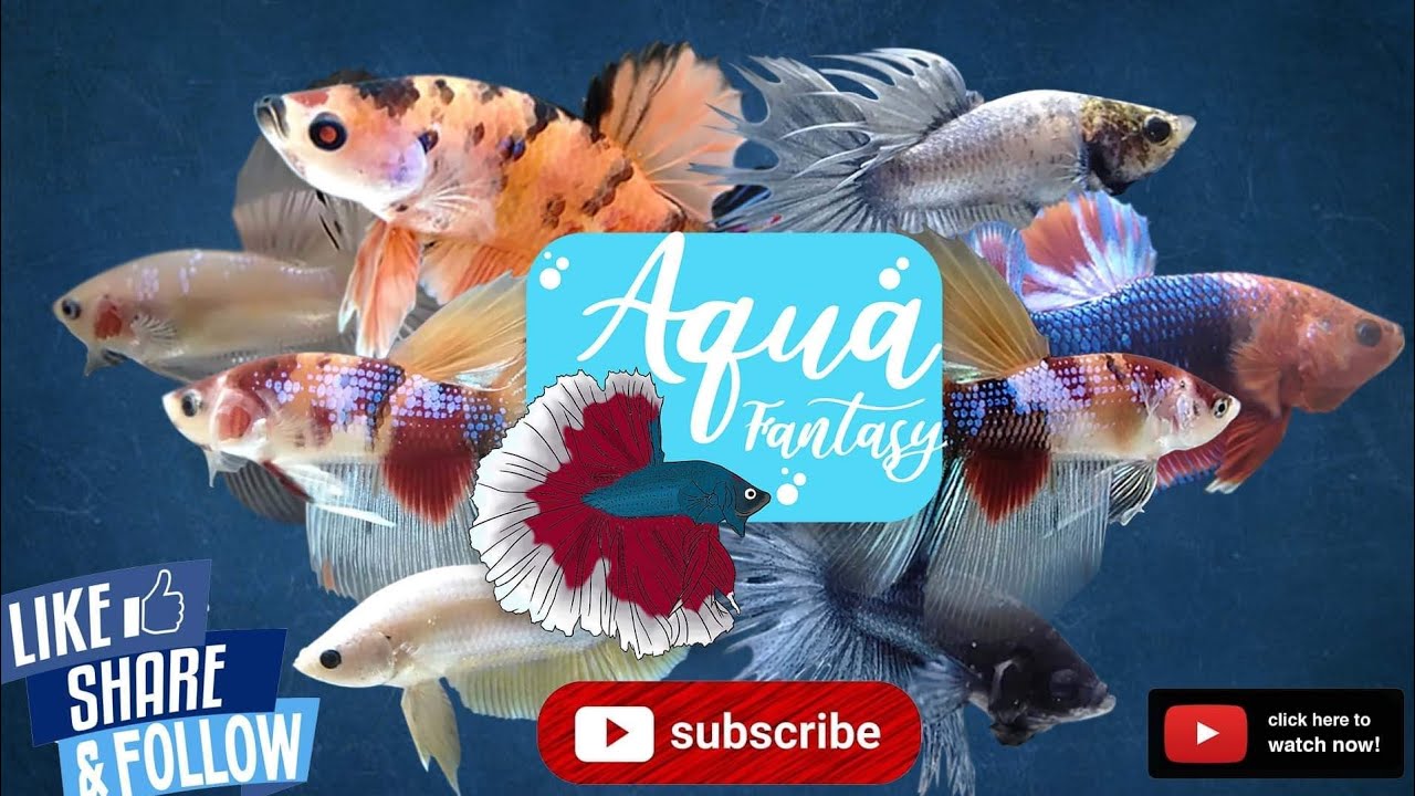 BETTA FISH PHILIPPINES &bull; AQUA FANTASY BETTA PH
