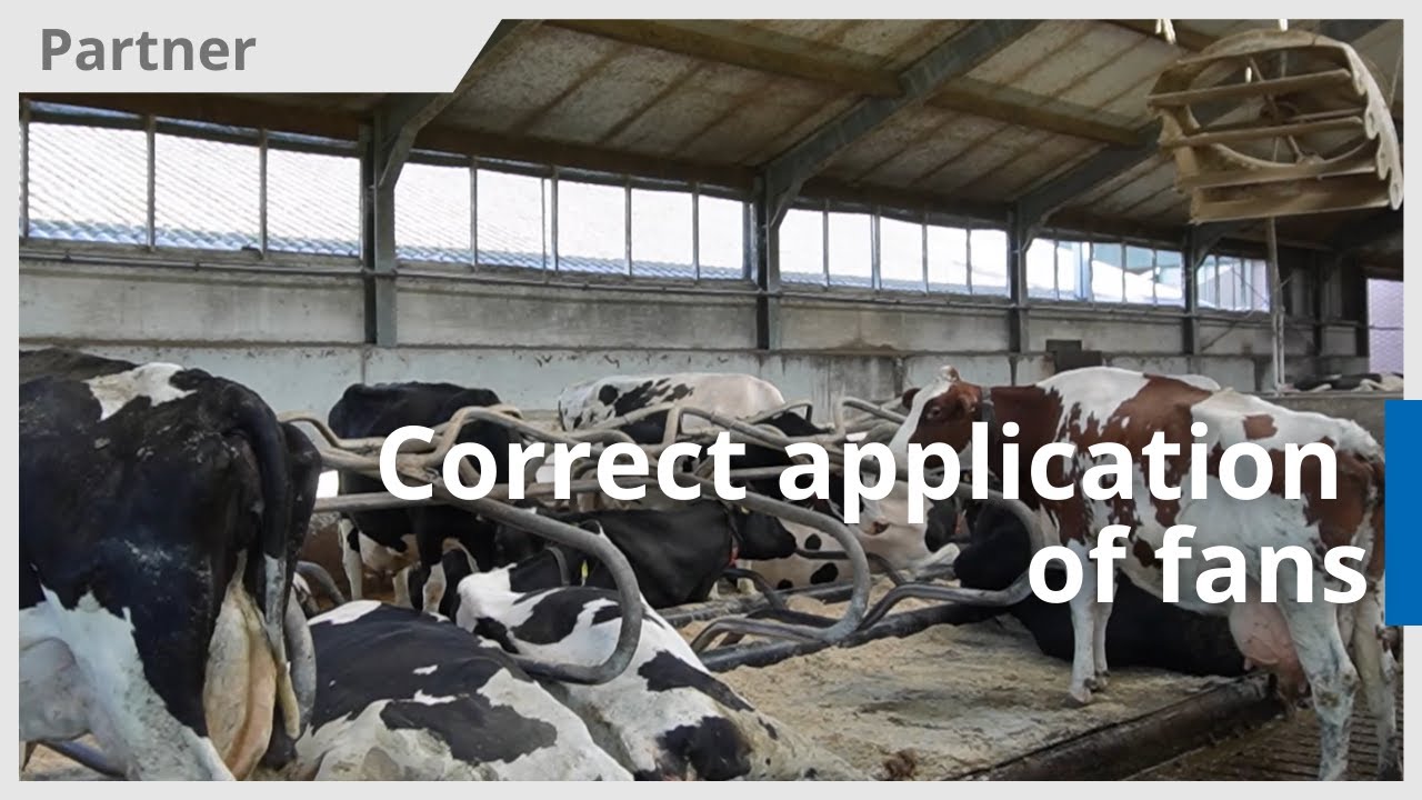 Correct application of fans important for cow