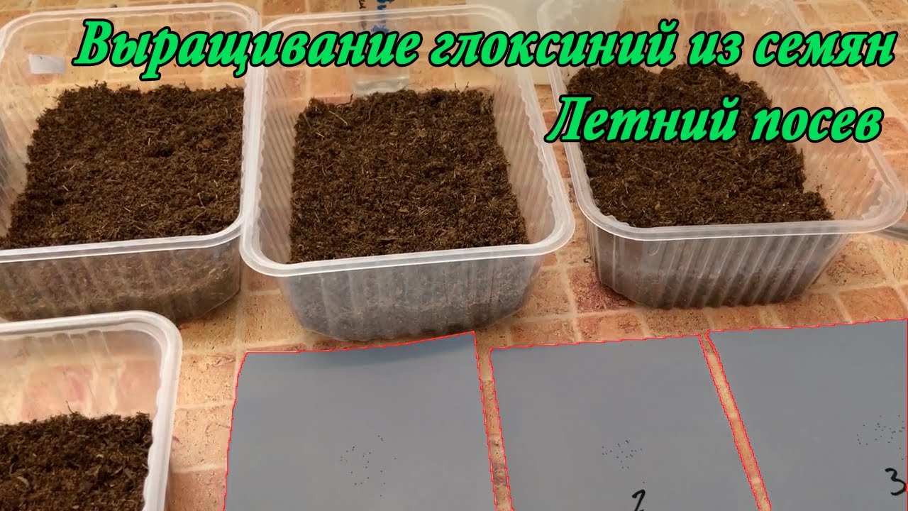 Глоксинии из семян. Летний посев. Присоединяйтесь!
