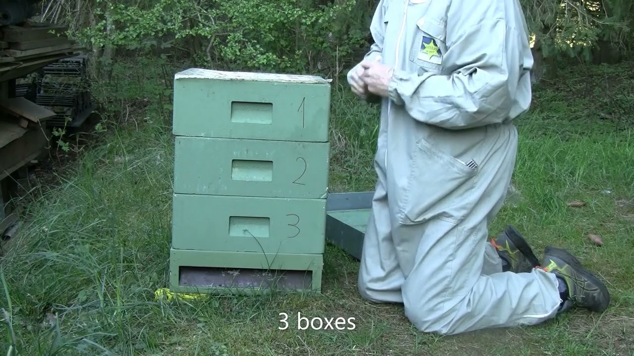 Colony size 3