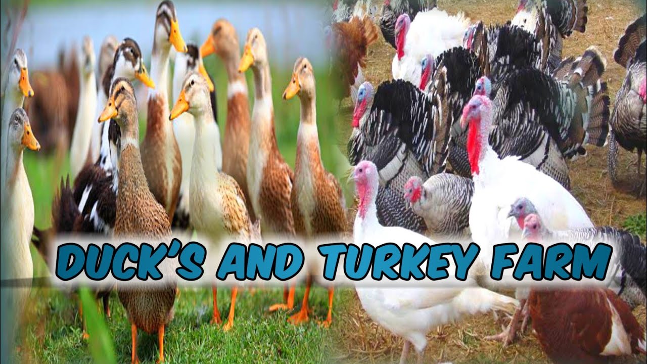 Duck and turkey farming in Pakistan || Turkey and duck farming || Different types of ducks