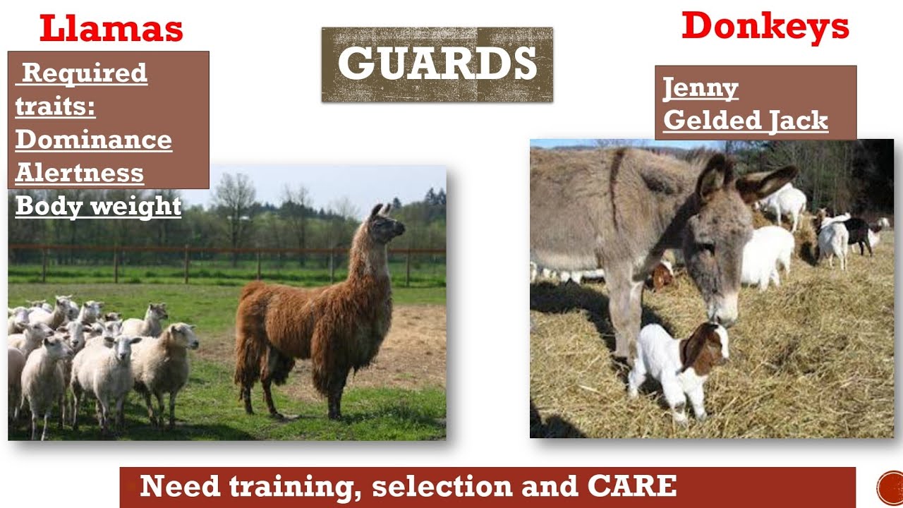 Wildlife Damage Control (Part 3) - Wildlife Damage Management #Wildlifedamagecontrol