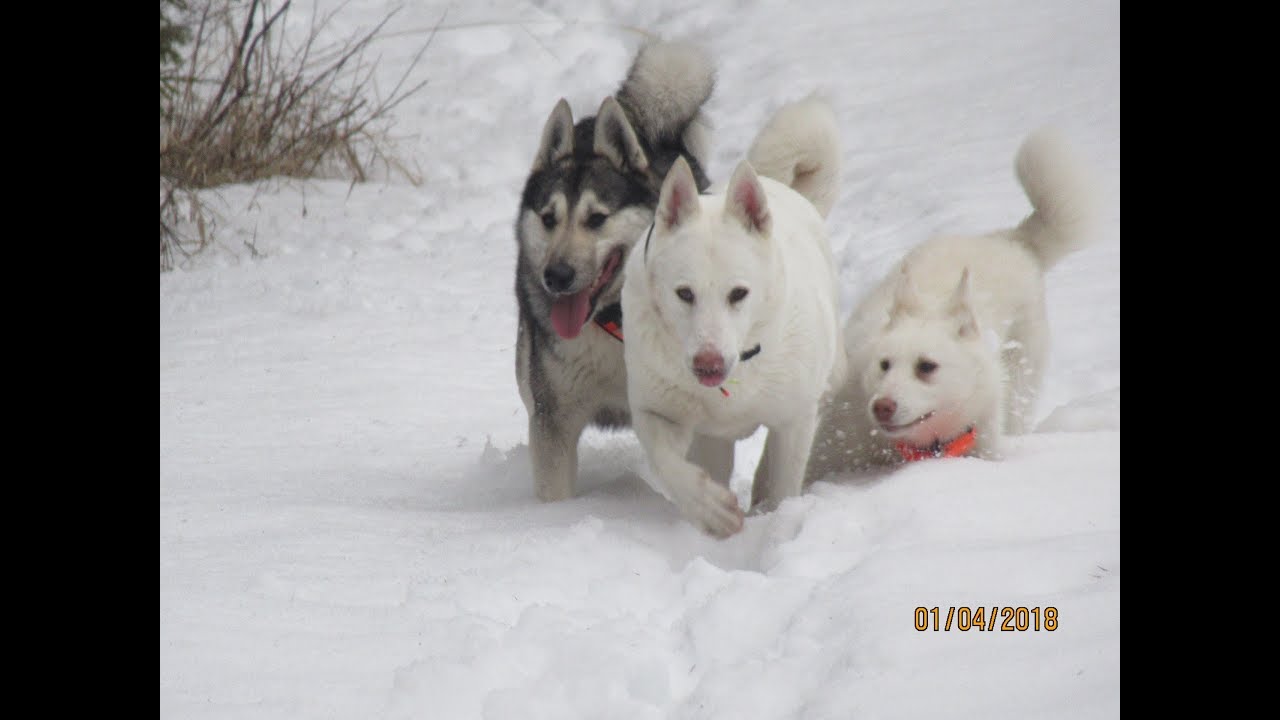 Приехали в лес на прогулку