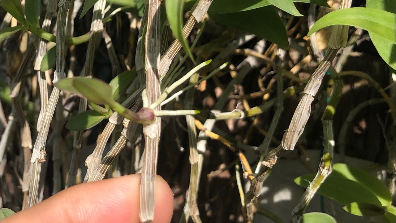 Dendrobium aphyllum сколько лет должно быть высоким бутонам, прежде чем их можно будет собирать?