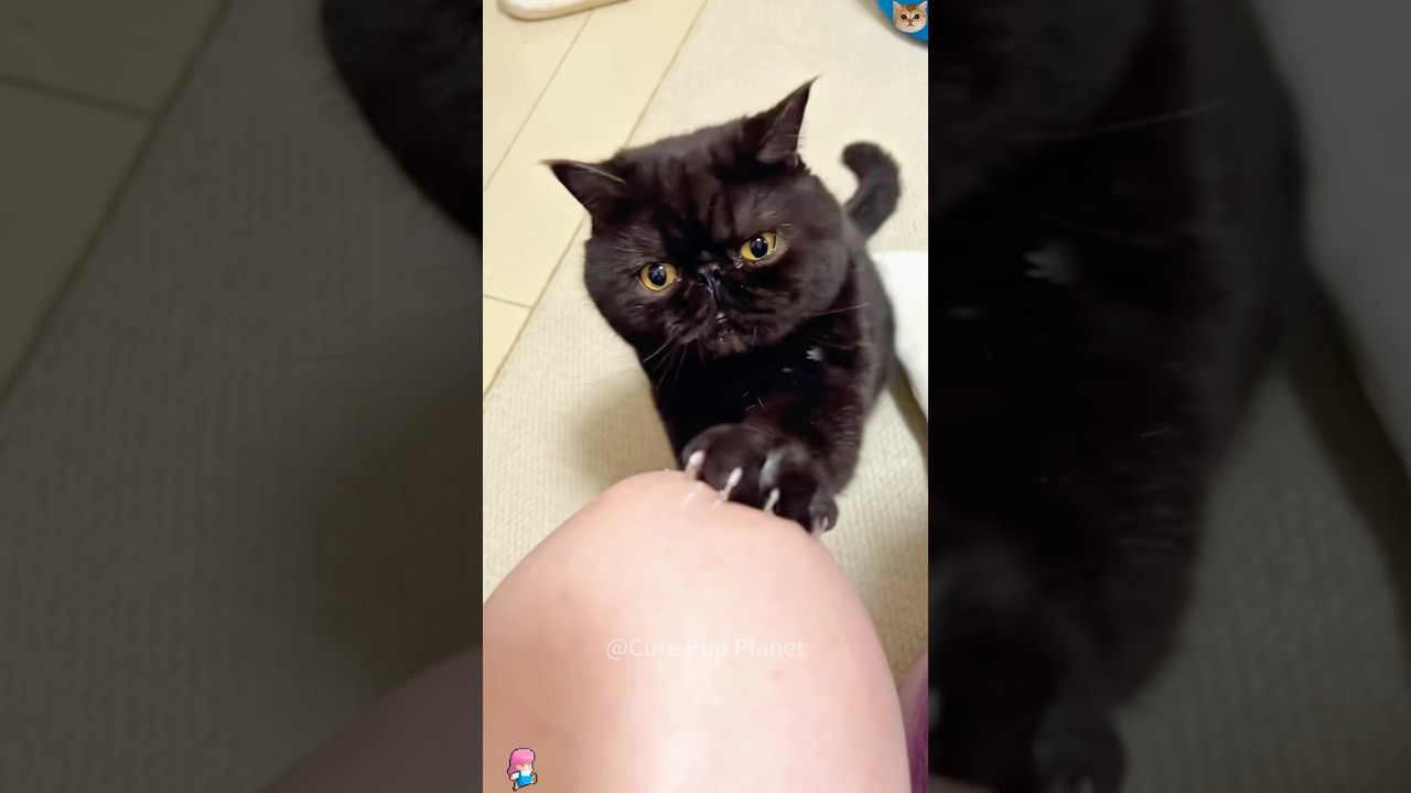 Sharp cat claws😱 #funny #funnypets #cat #petsrule #petvideos #pets #funnyanimals #animals #kitten