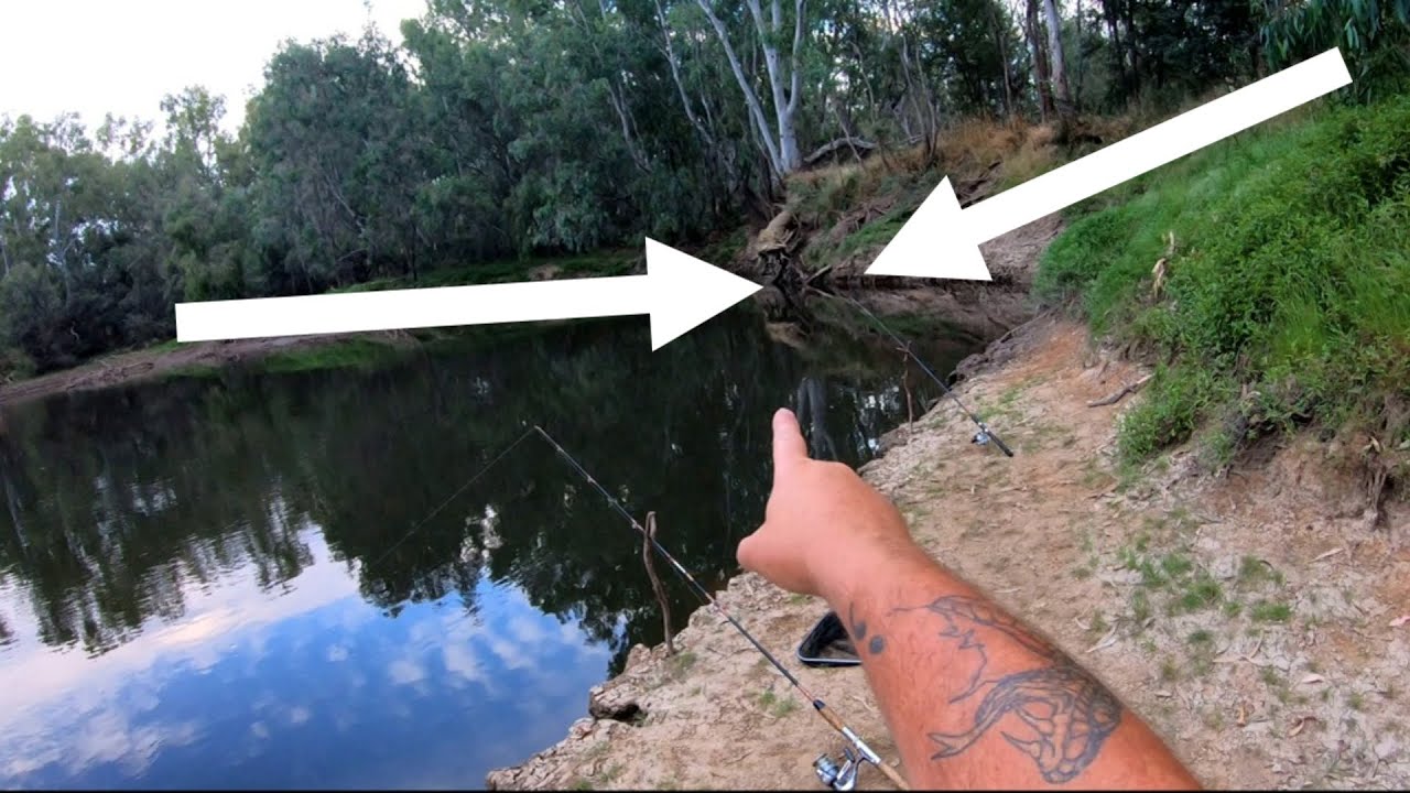 A fish pulled my fishing rod in while Murray cod fishing with cheese