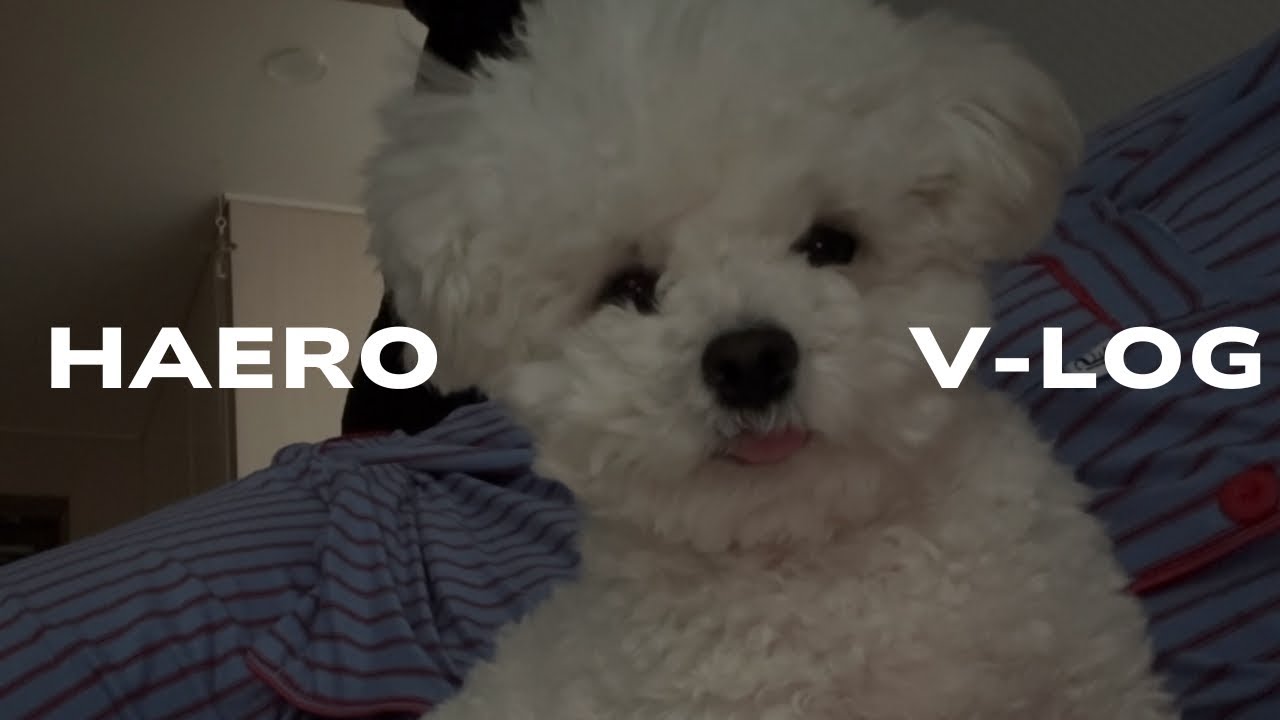 vlog. 우당탕탕 강아지산책, 📷디지 오즈모 나노(DJI OSMO NANO) 언박싱, 해로브이로그, 강아지브이로그
