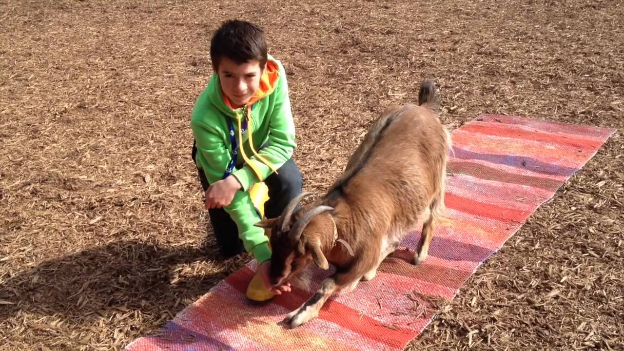 Clickertraining mit den Zwergziegen Flips und Peanut und Bub Teil 1 April 2015