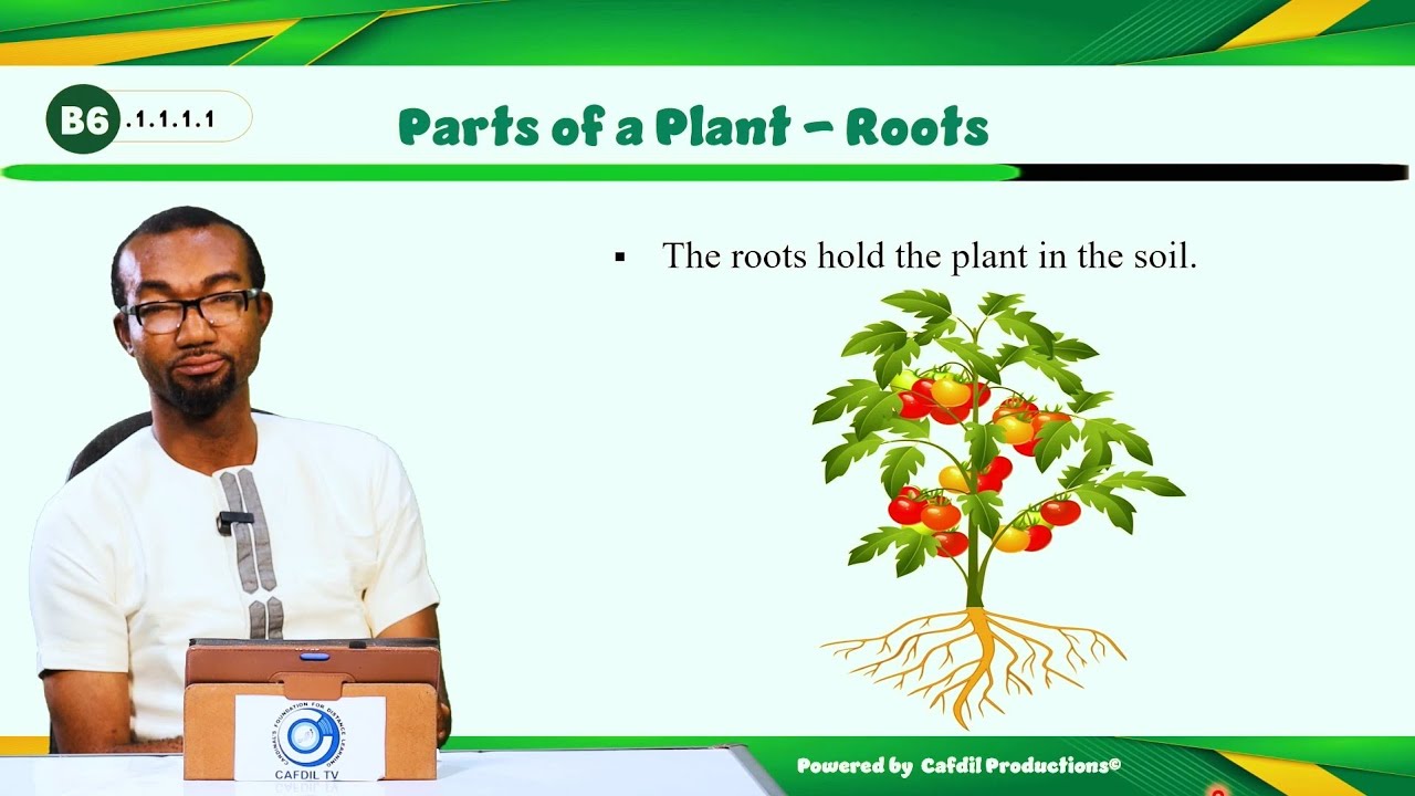 CAFDIL LESSONS: Integrated Science Basic 6 (Lesson 1 - Root System of Plants)