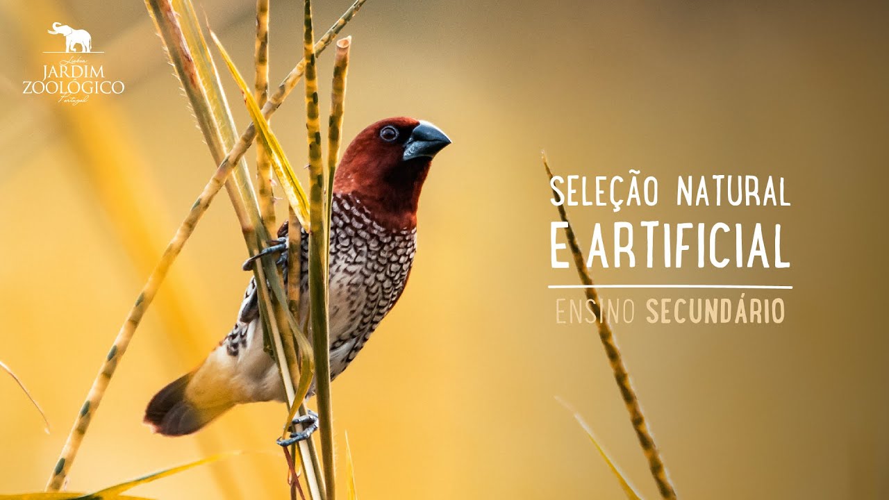 Sele&ccedil;&atilde;o natural e artificial - Ensino secund&aacute;rio | Jardim Zool&oacute;gico