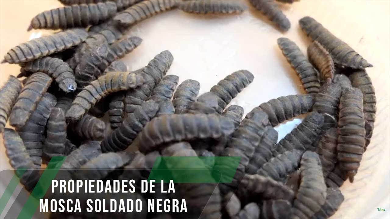Propiedades de la mosca soldado negra - TvAgro por Juan Gonzalo Angel Restrepo