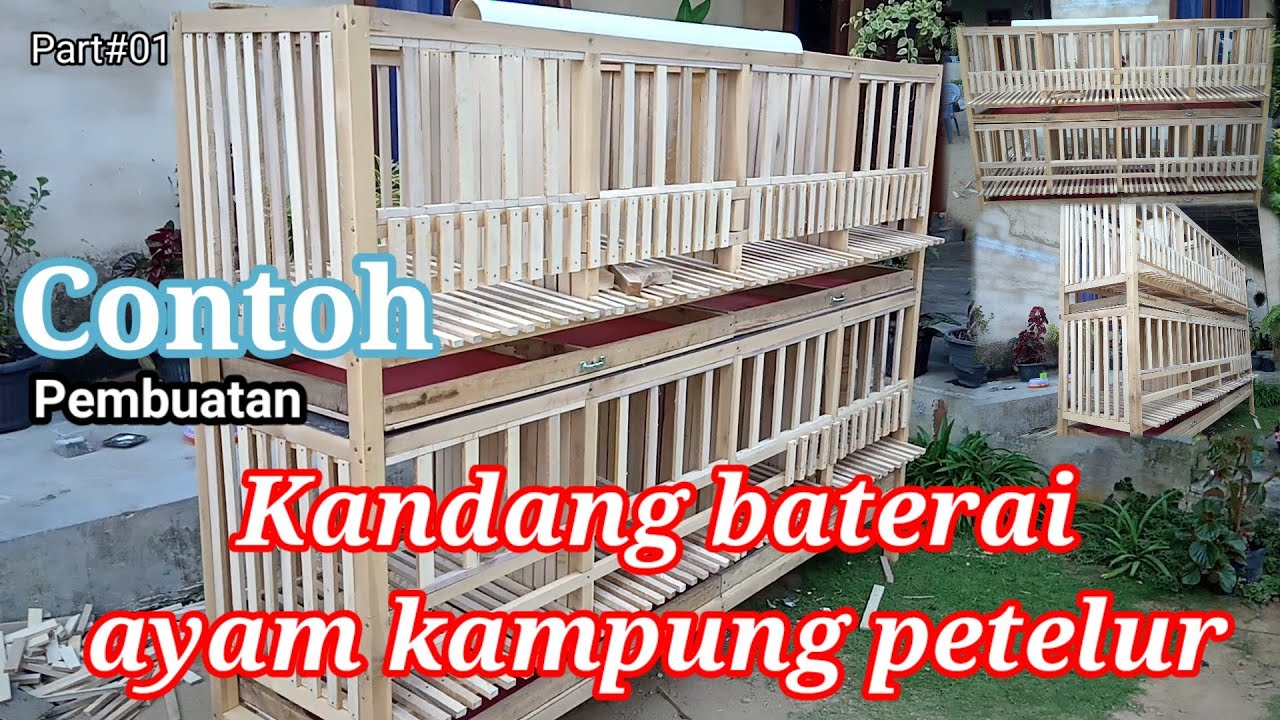 Contoh kndang baterai ayam kampung petelur#ternakayamkampung