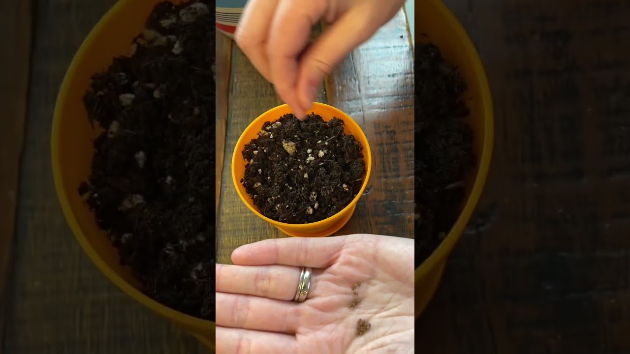 This grow your own herb kit has potential! #growyourownherbs #herbs #gardeningtips