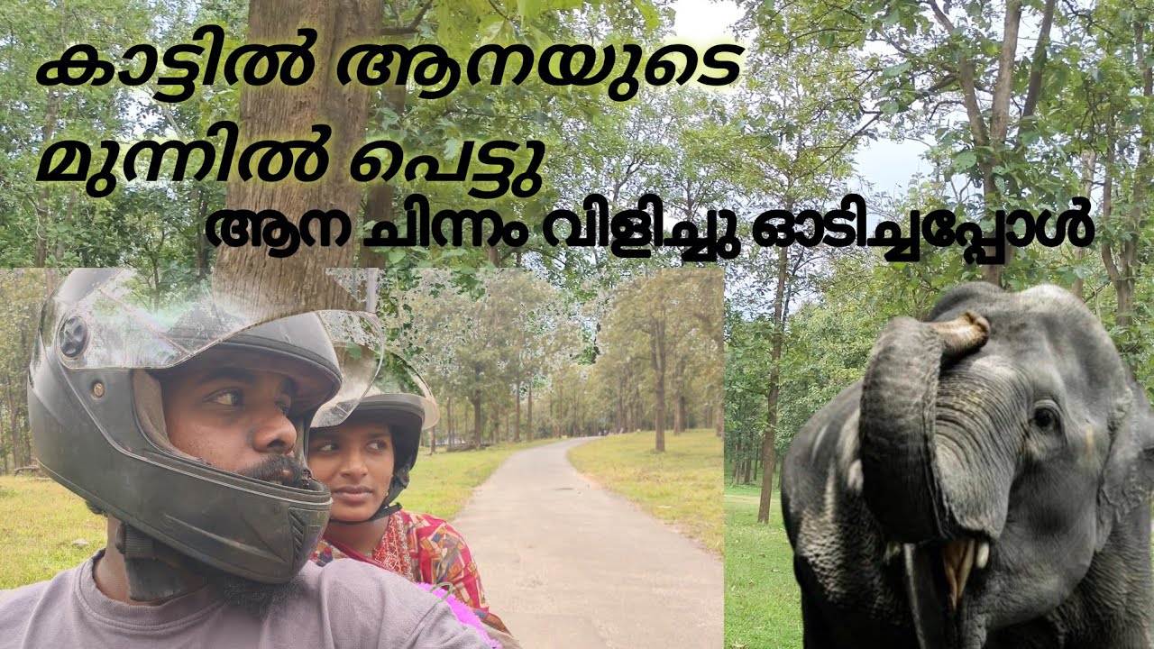 ആനയുടെ അക്രമണം 