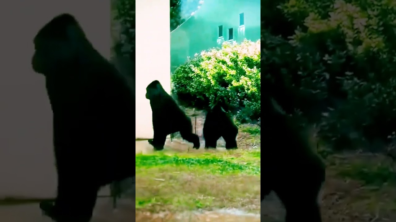 Gorillas Thug life 🕶️🦍
