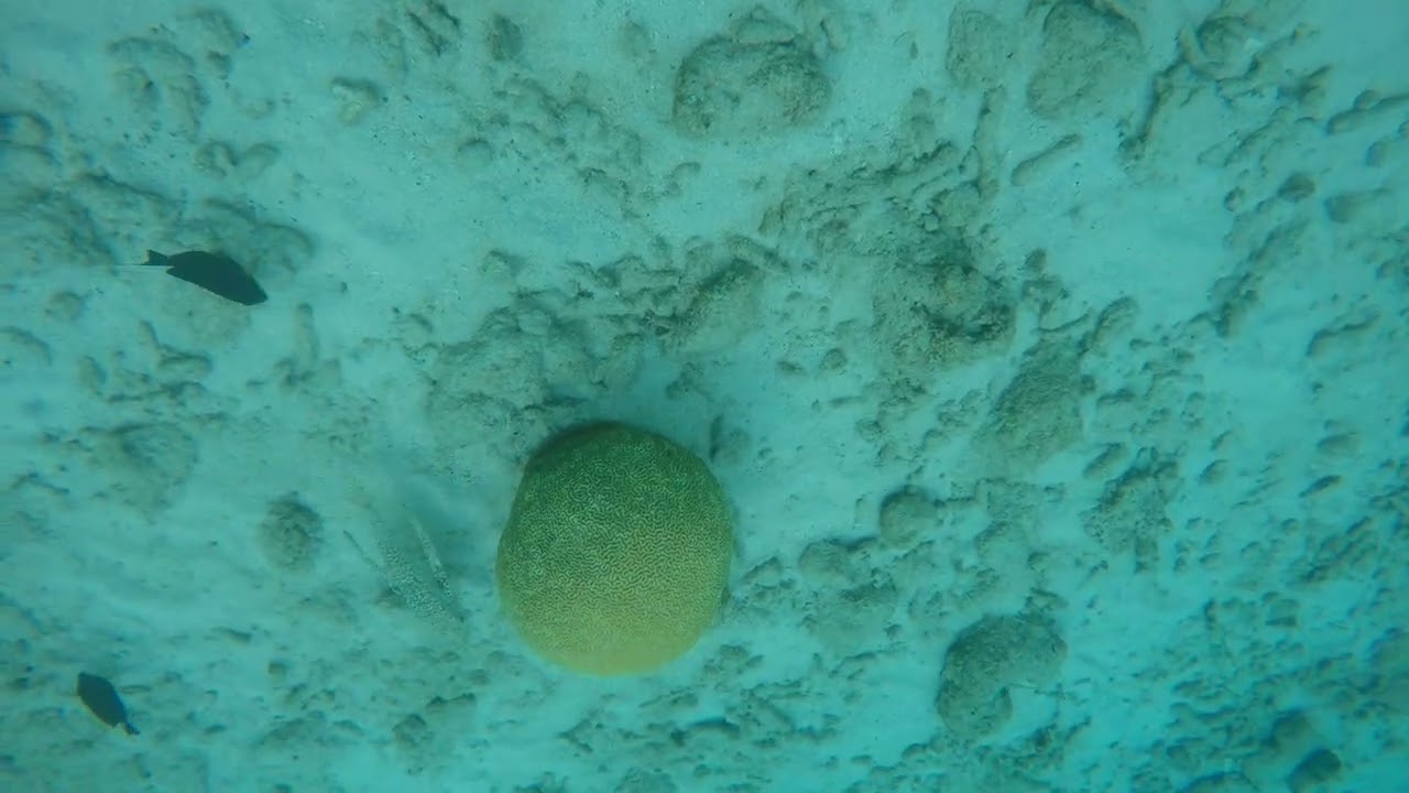 Caracas Baai Curacao - Fische füttern - Teil 3