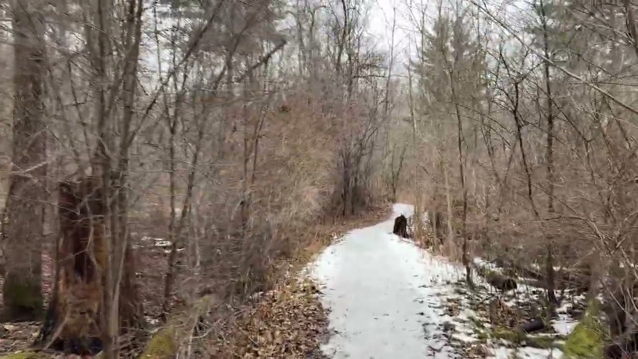 A Moment Away From Everything • Forest Walk