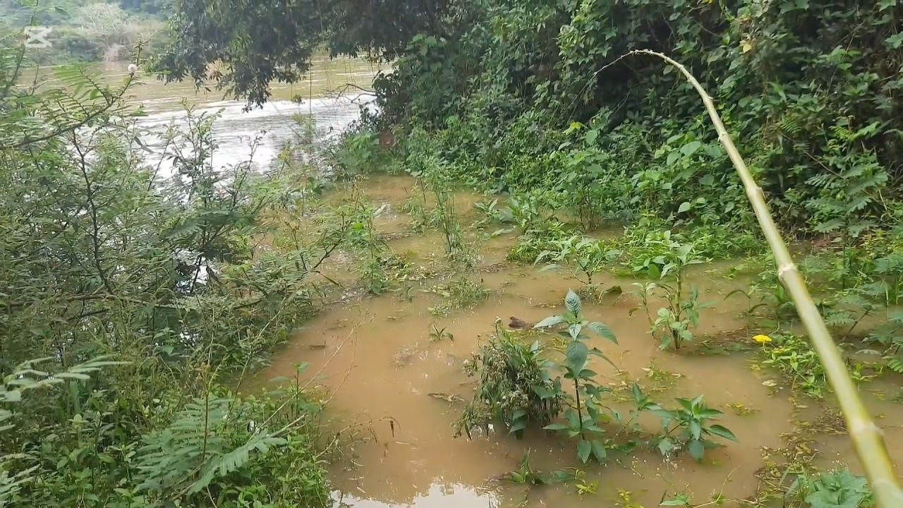 Pescaria caipira, um córrego entrando água do rio cheio de gigantes! Eles estavam na boca da vala