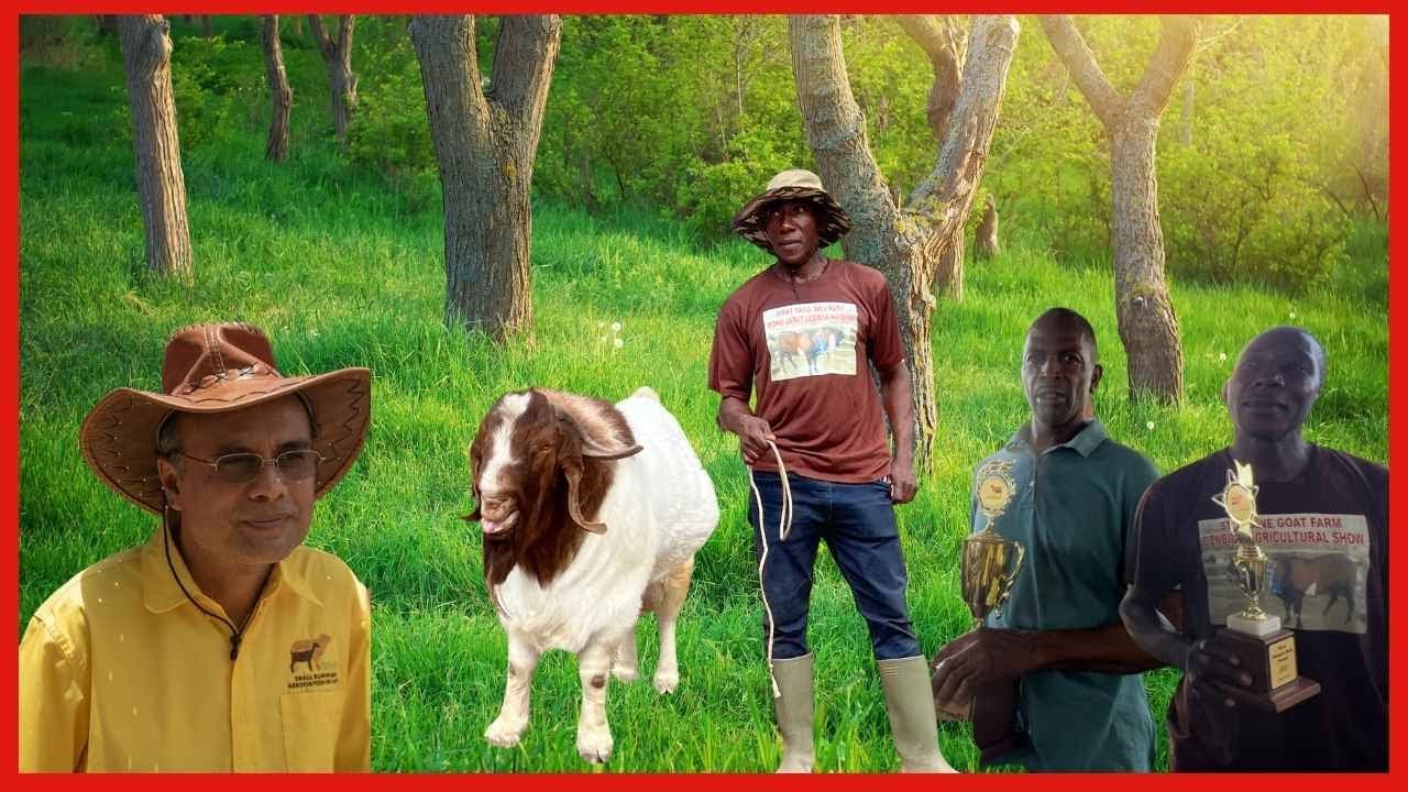 THE SUPREME BUCK CHAMPION 2022 || GOAT SHOW IN JAMAICA