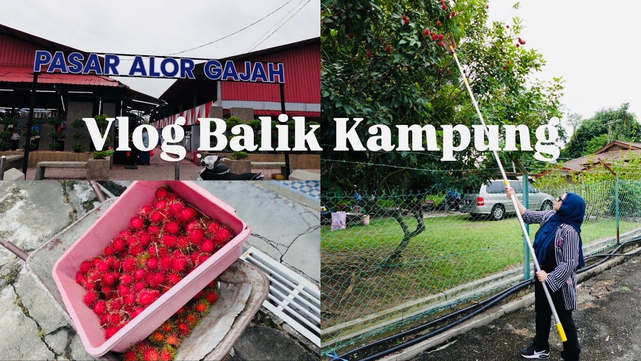 Balik Kampung Melaka | 1st time Ellisya kait Rambutan | Pasar Alor Gajah
