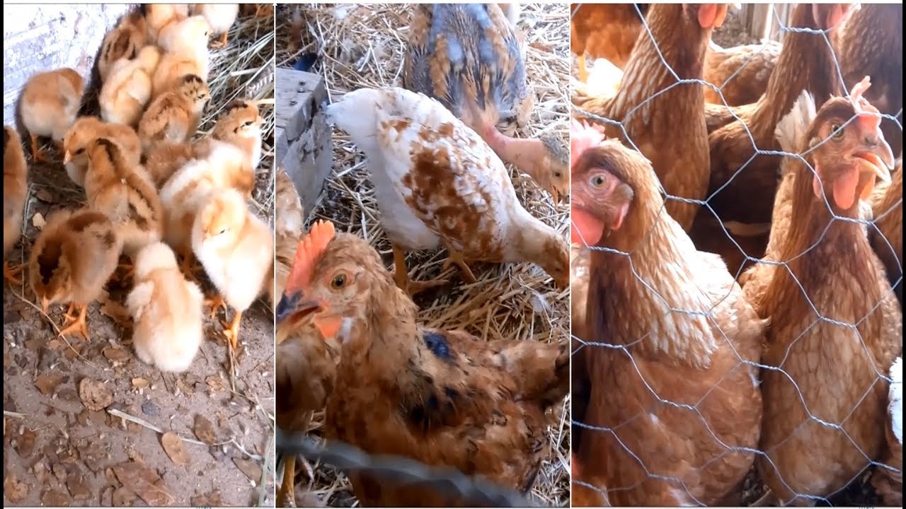 Quantidade de aves por metro quadrado -  todas as fases - Sistema caipira