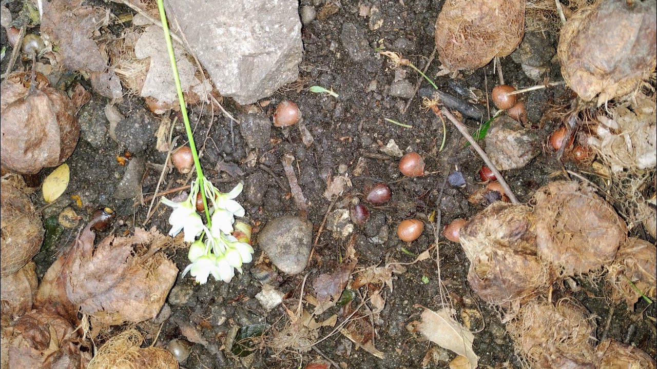 Forage yummy Bladdernut (Staphylea pinnata) Nuts and Flowers in May