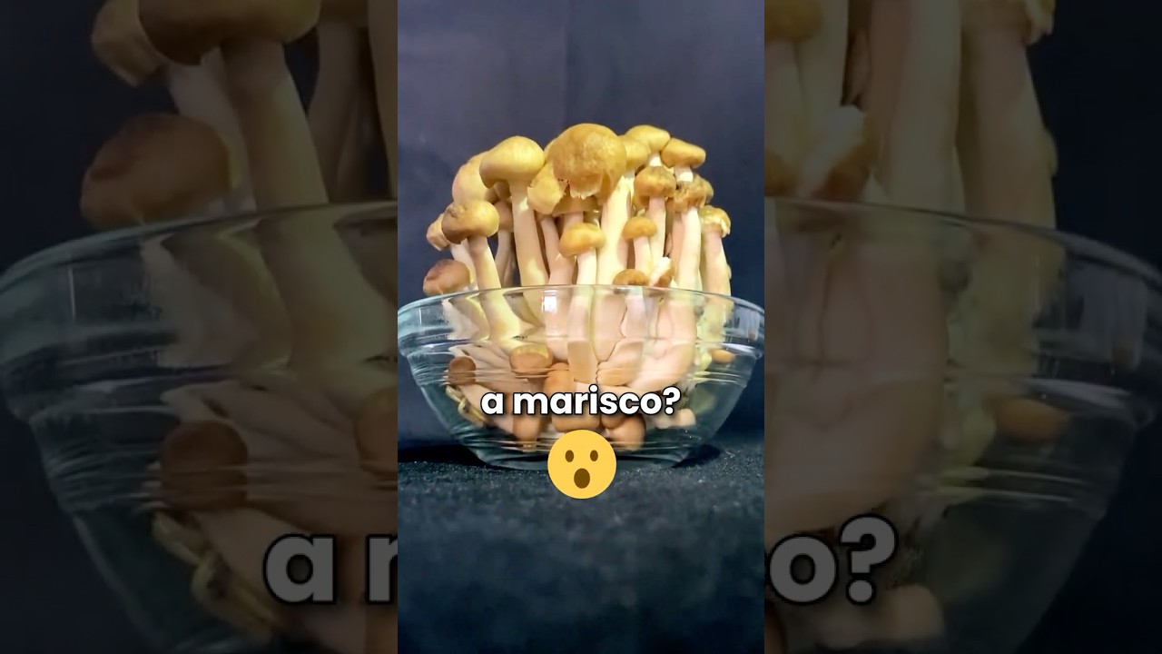 Marisco vegetal: Shimeji #alimentossanos #shimeji #comidavegana