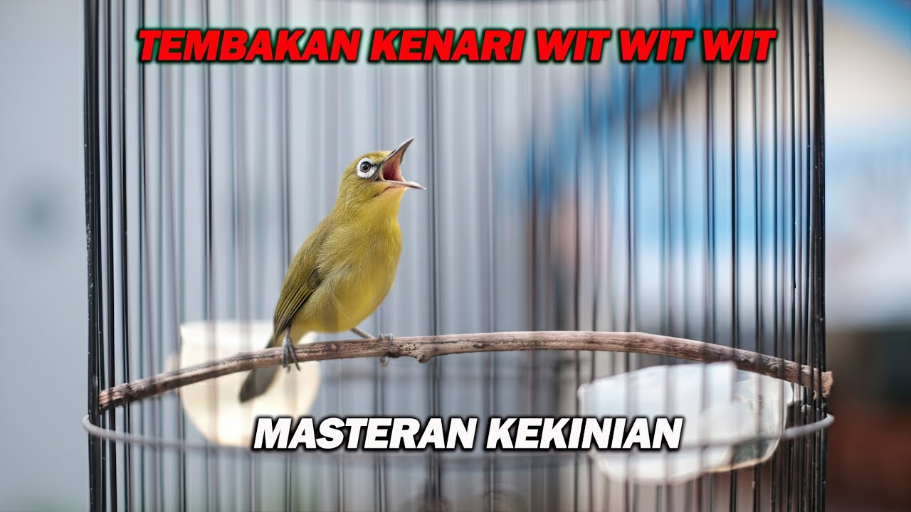 PANCINGAN PLECI NEMBAK KENARI WIT WIT WIT, COCOK UNTUK MASTERAN CEPAT GACOR