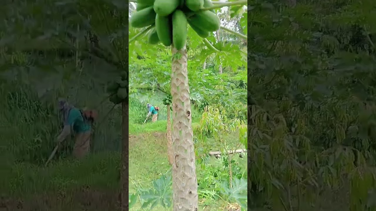 Durian Musangking tanam 13 Agustus 2021