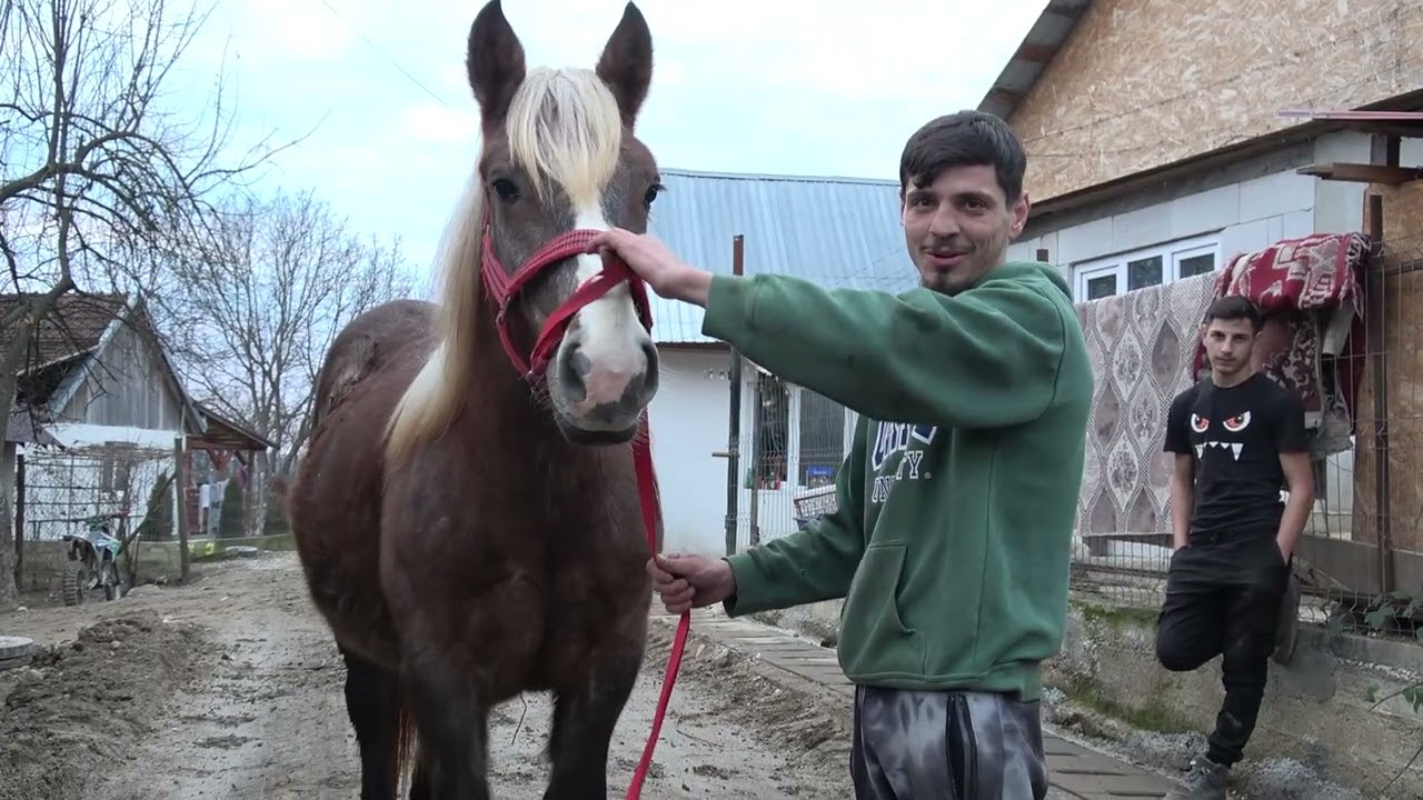 Caii lui Moise de la Luncsoara, Bihor - 2025 Nou!!!