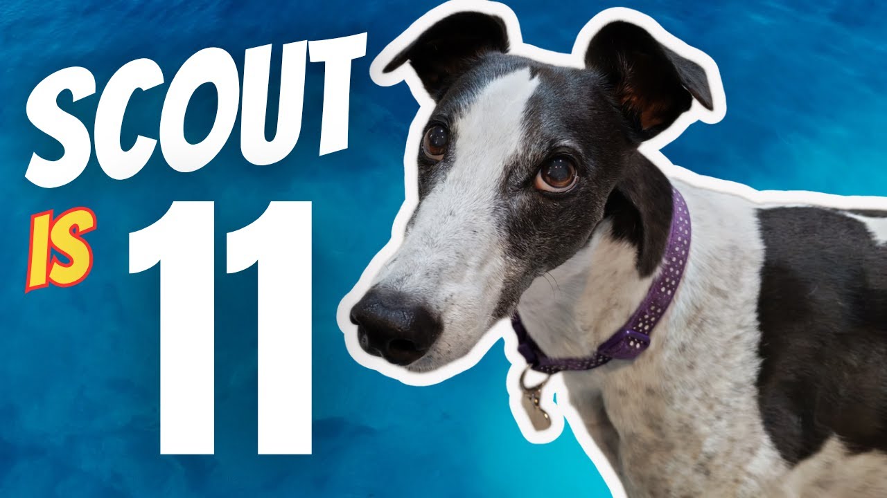 Вечеринка в честь 11-летия Greyhound слишком умилительна, чтобы ее удержать!