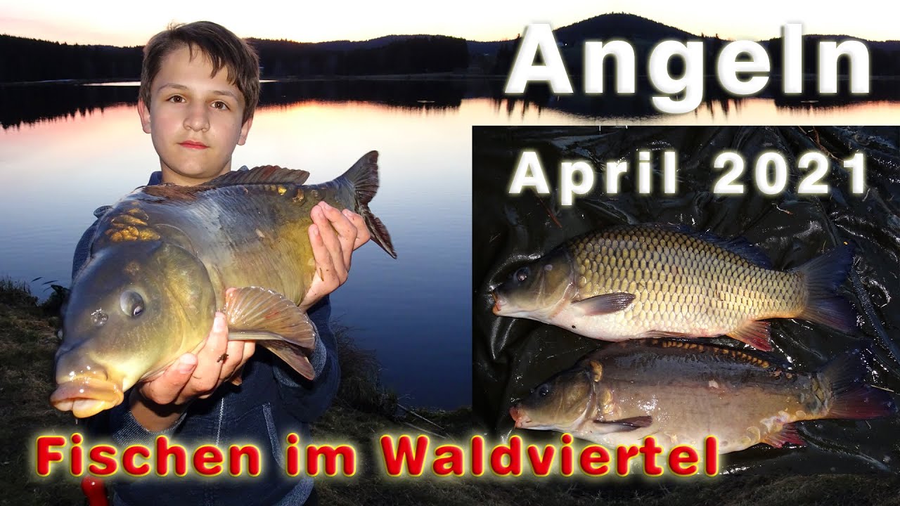 Karpfenangeln - Angeln im April | Fischen im Waldviertel auf Karpfen und andere Fische