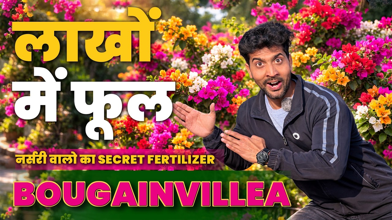 100% Flowering Guarantee 🌺 Bougainvillea Secret Fertilizer Used by Nursery Owners