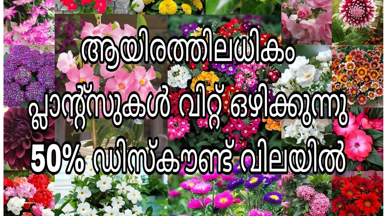 50% ഡിസ്‌കൗണ്ട് വിലയിൽ പ്ലാന്റസ് വിറ്റ് ഒഴിക്കുന്നു 😱😱