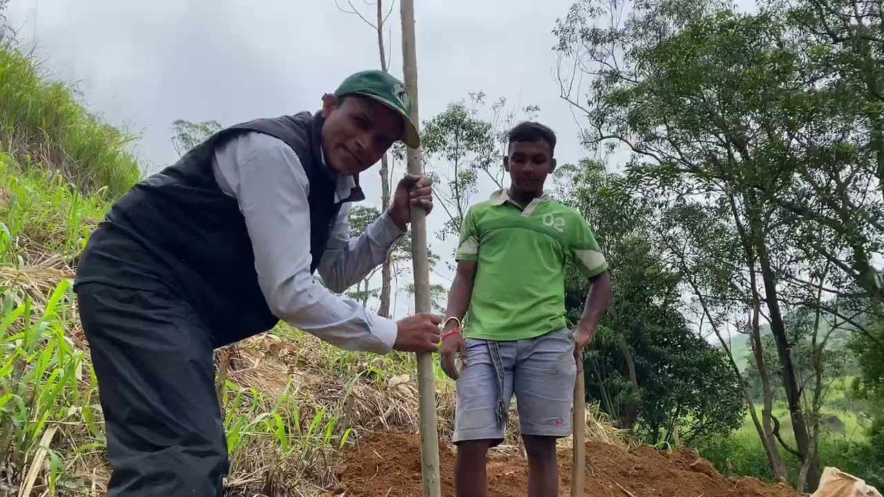ගම්මිරිස් පැළයක් නිවැරදිව වගා කරන්නේ කොහොමද?