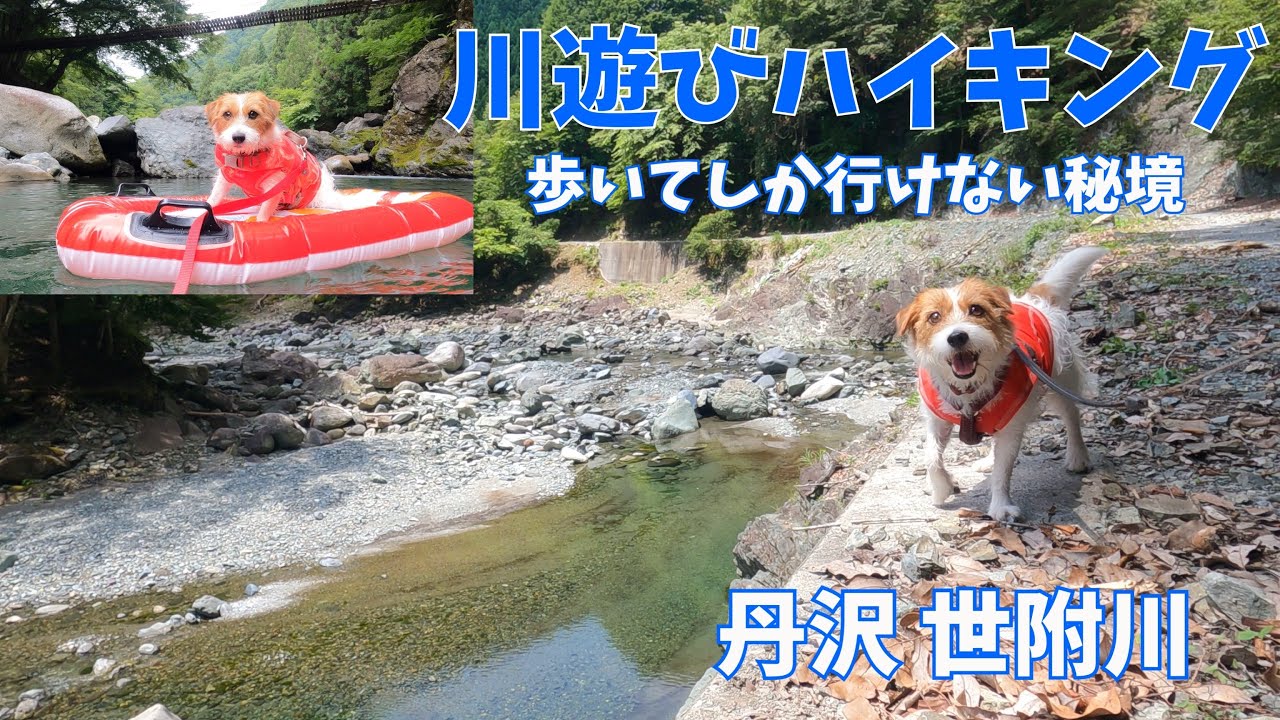 犬とハイキング　丹沢 世附川の秘境!?　車両通行止めの道を歩いて貸切川遊び / hike with dogs in Japan Jack Russell Terrier / ジャックラッセルテリア