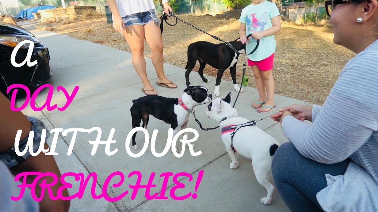 A Day With Our Cherry Eyed Frenchie 🐶 // Vet Visit & Fun At The Park