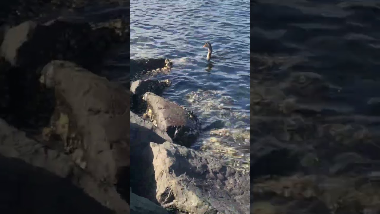 A darter swallowing a choking fish