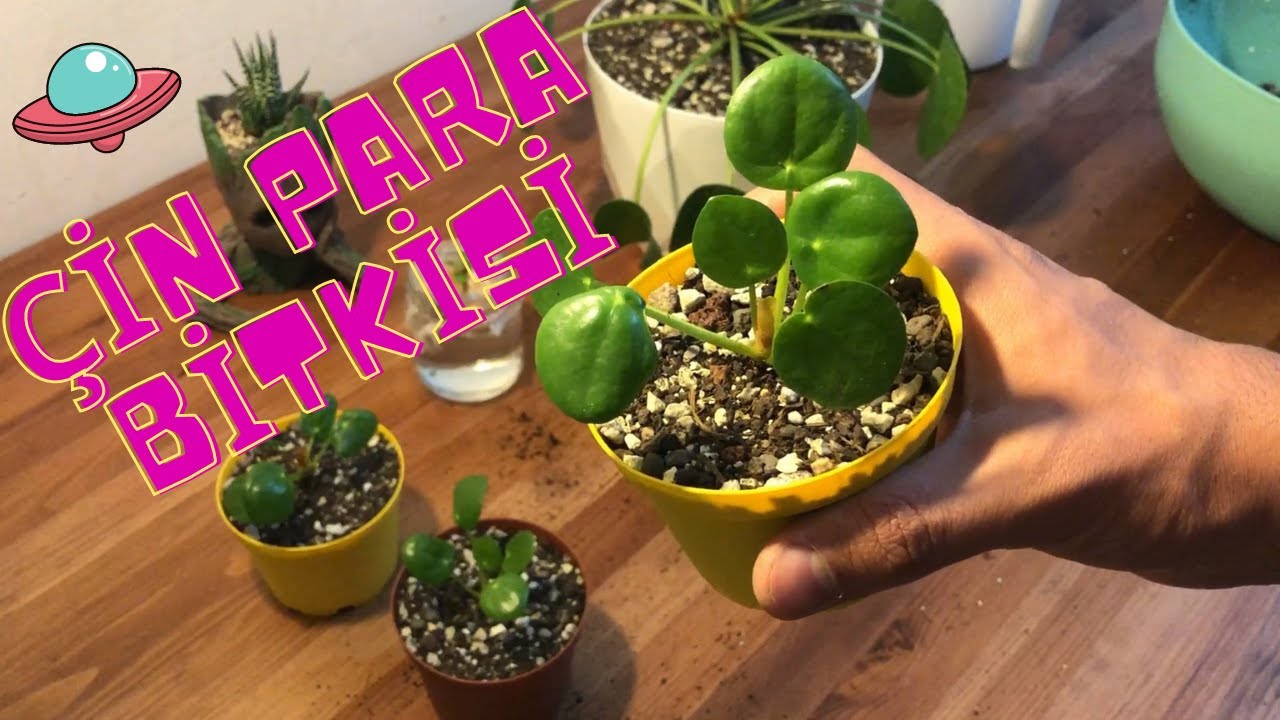 Pilea ( Çin Para Bitkisi ) Ufo Bitkisi Kökten Ayırarak Çoğaltma, Çelikten Üretme ve Saksı Değişimi