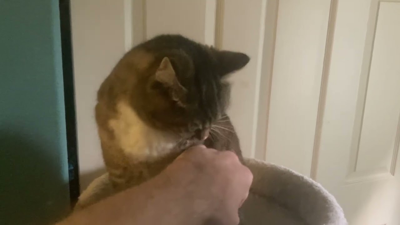 3 Cats in My Bedroom