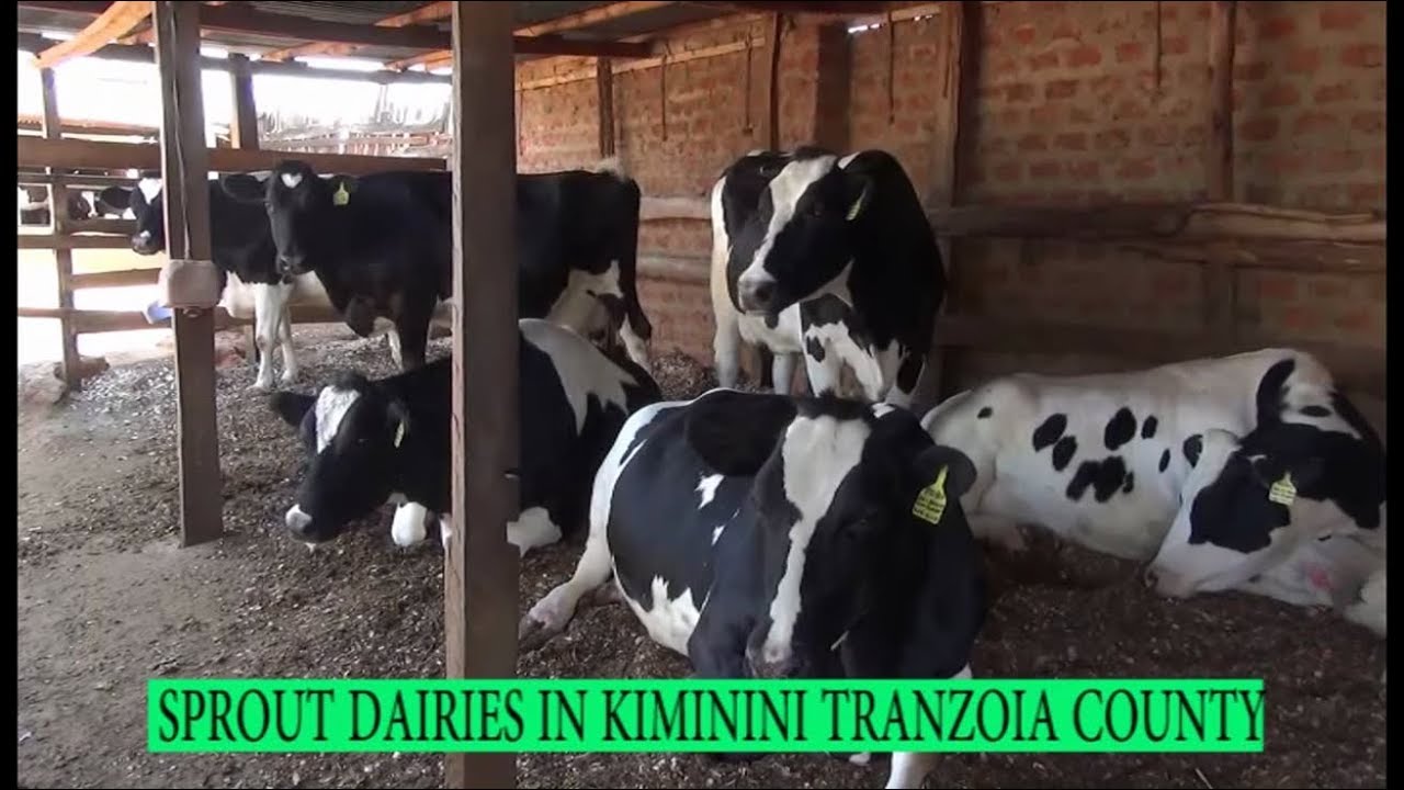 Farmers Check: Dairy Farming