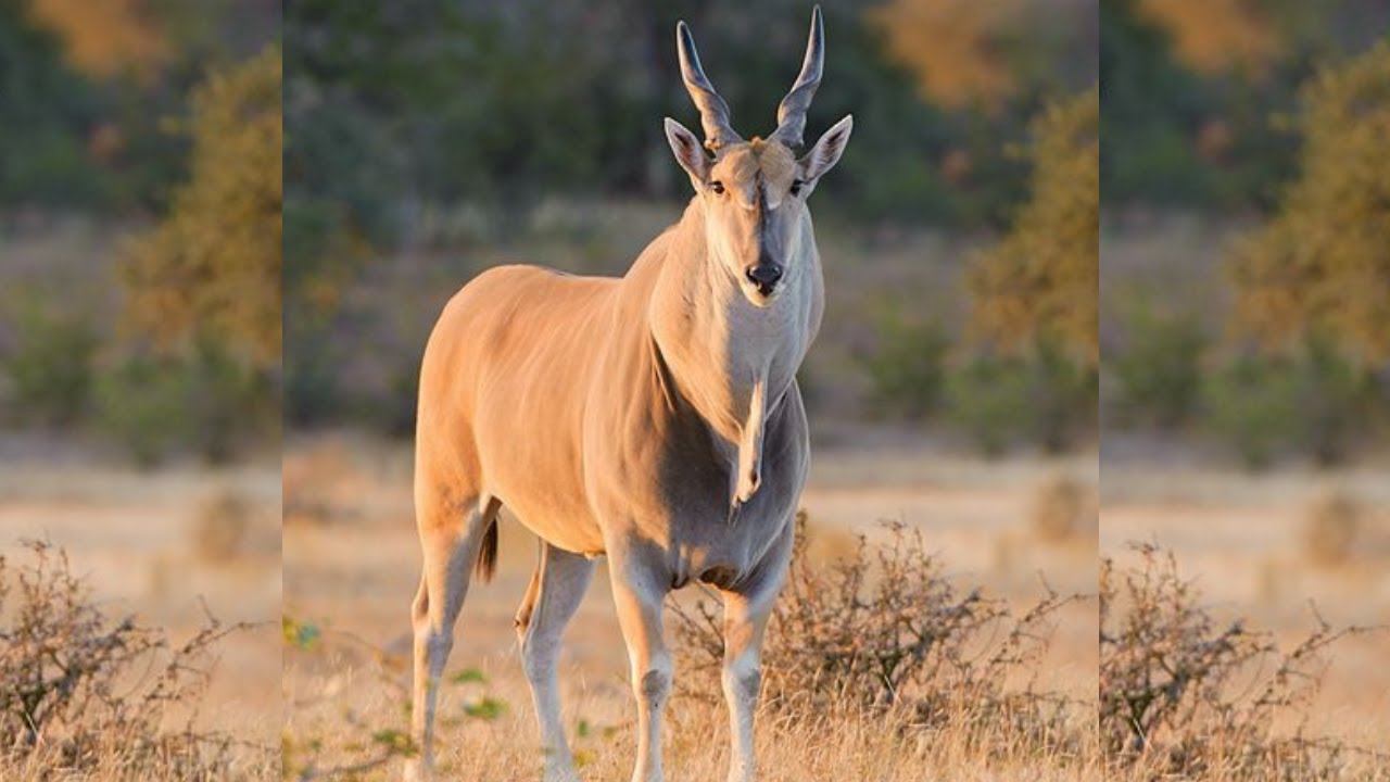 The Expert's Guide to Information about eland bull |