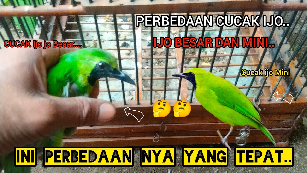 PERBEDAAN CUCAK IJO BESAR DAN CUCAK IJO MINI YANG TEPAT..!!🐦🐦🤔🤔2024