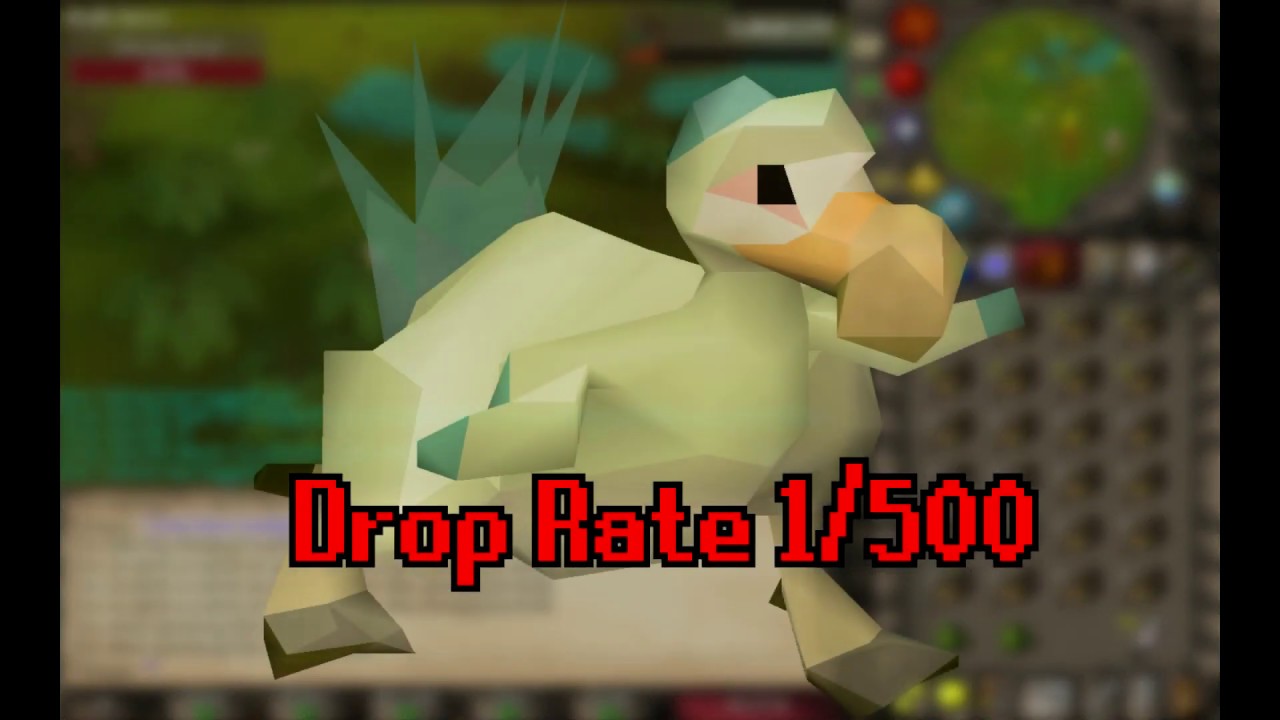 Chompy Bird Hunting Guide - OSRS