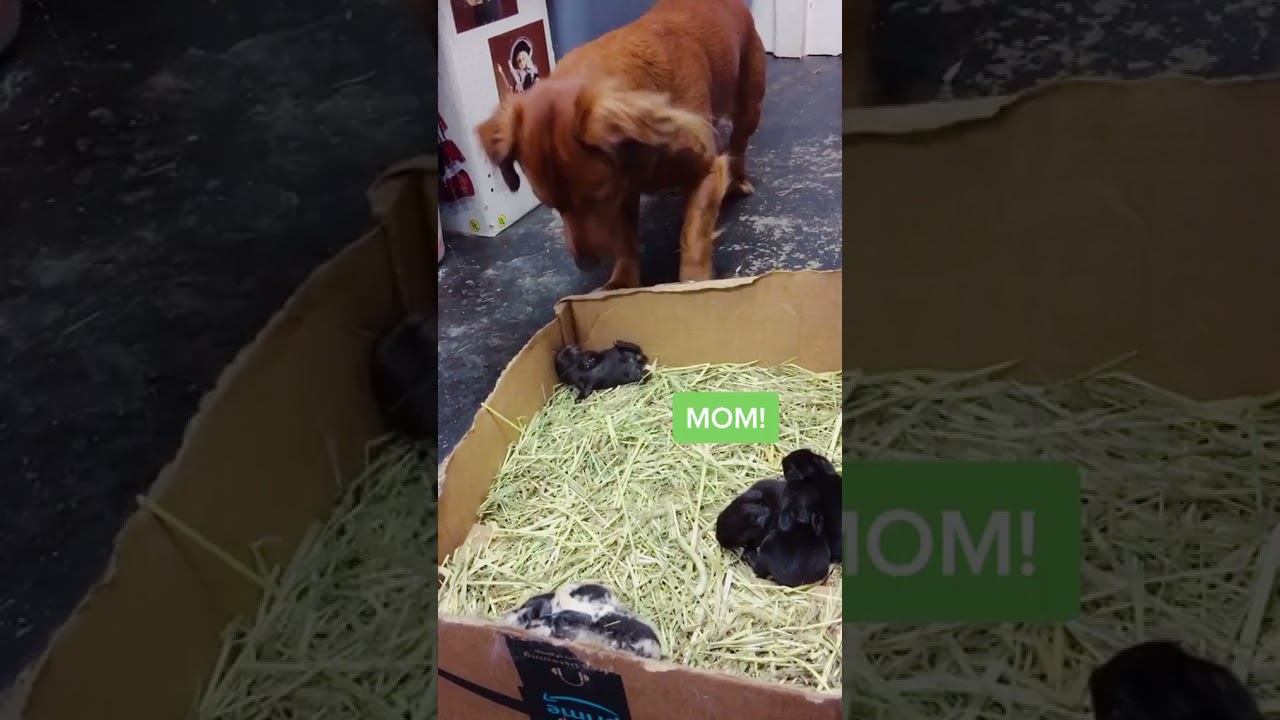 Good Morning|#reels #shorts #hopeforanimals #animalvlog #animals #love #fun #viral #memes#morning