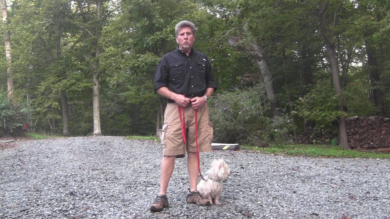 Max | West Highland Terrier Puppy Training (Westie) | Winston Salem NC