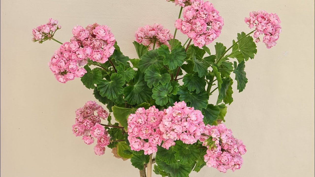 Мои старые розебуды: дерево Anita, April snow, Apple Blossom, Pink Rambler