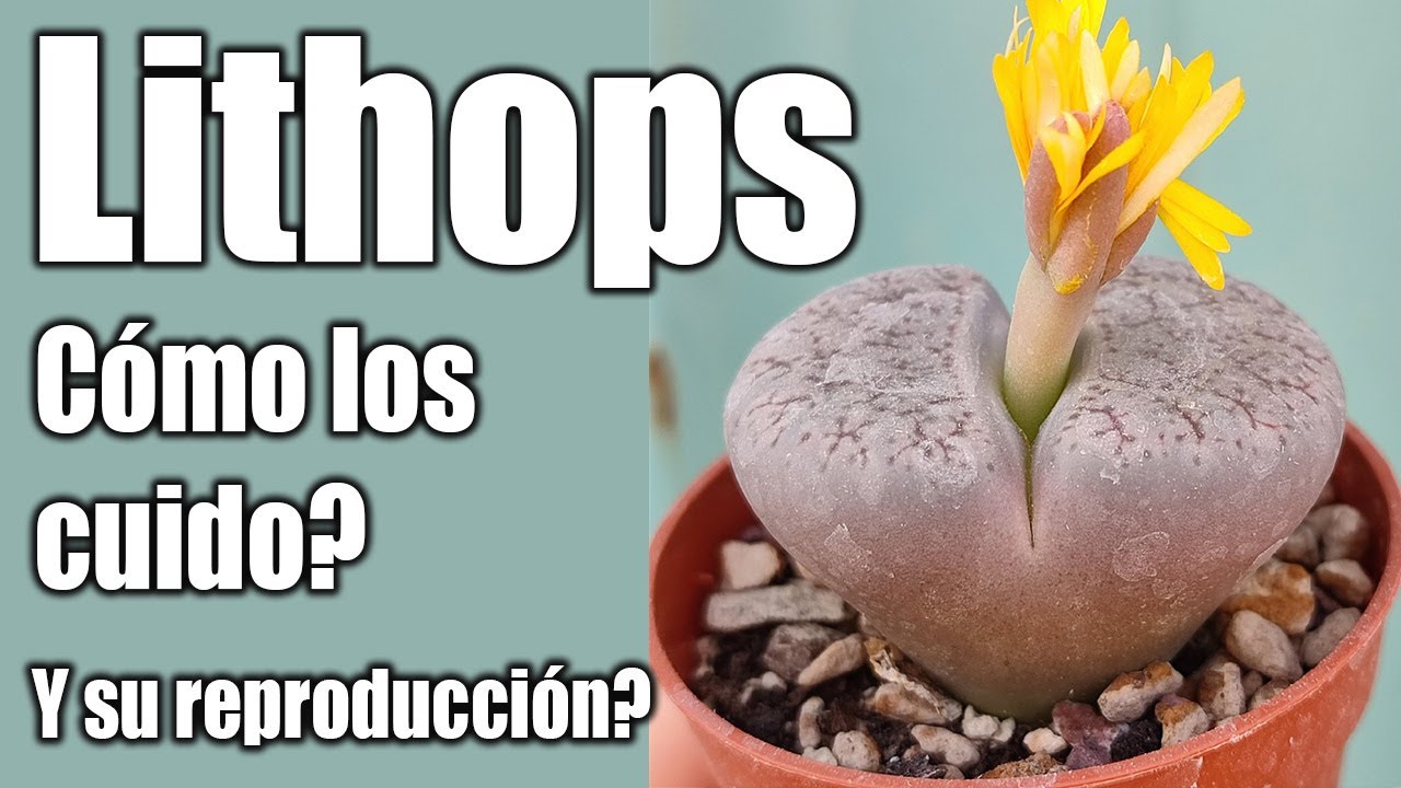 C&oacute;mo cuidar Lithops f&aacute;cil - El jardin de Monii